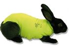 Chemise médicale pour animaux de compagnie Lapin vert