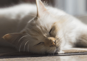 9 conseils pour rafraîchir les chats par temps chaud