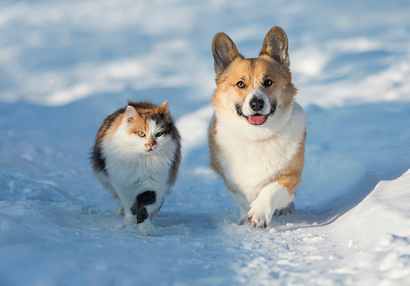 Conseils d'hiver pour les animaux de compagnie