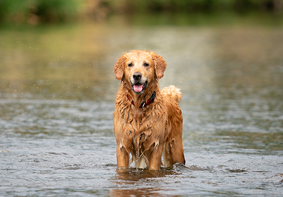 Éclaboussures ! Nager et s'amuser dans l'eau avec son chien : voici comment assurer la sécurité.