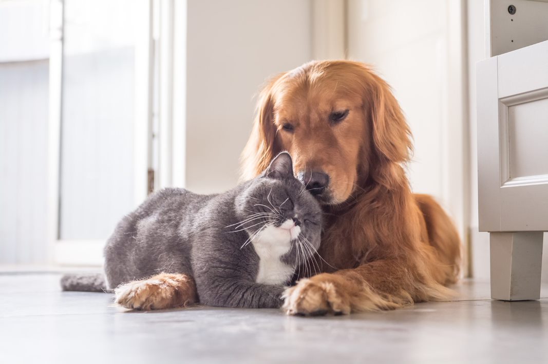 Problèmes rénaux chez votre chien ou votre chat