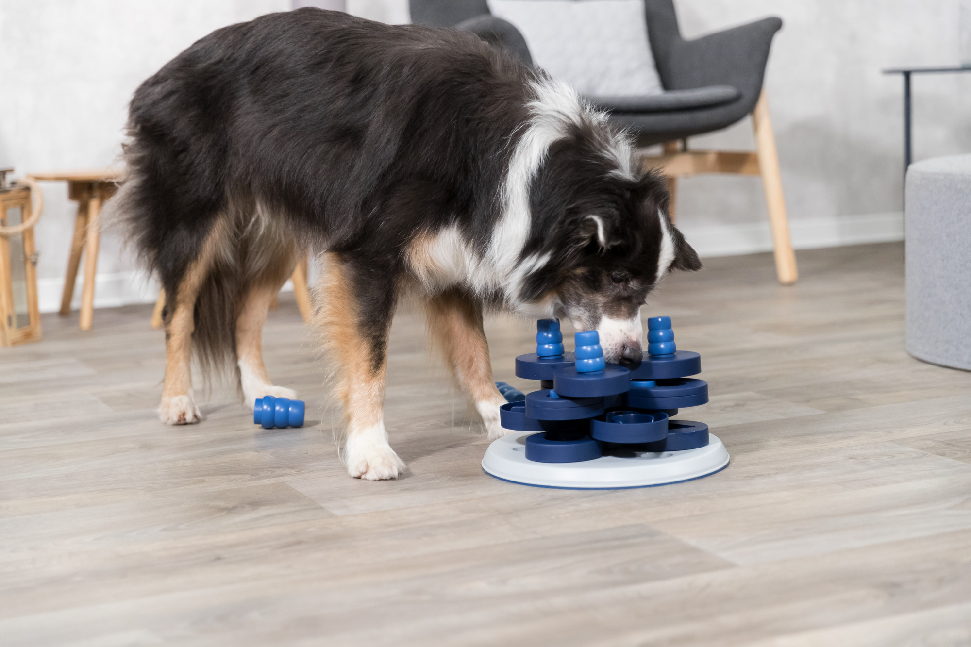 Comment maintenir votre animal de compagnie en bonne santé mentale ? Travail cérébral et stimulation mentale pour votre animal.