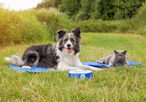 Un tapis réfrigérant pour votre animal de compagnie