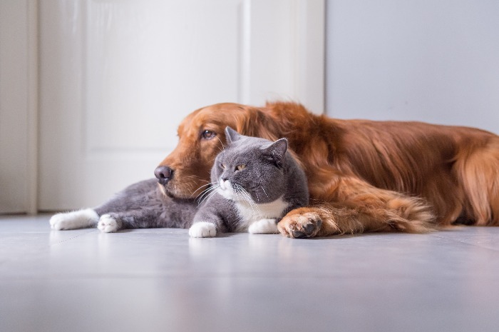 régime d'élimination chien ou chat